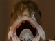 <a href="http://www.jornalciencia.com/meio-ambiente/animais/1520-terrivel-parasita-encontrado-no-mediterraneo-come-a-lingua-dos-peixes-e-em-seguida-vive-em-suas-bocas ">Esse parasita terrível é o terror dos pobres peixes. Confira!</a>