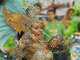 Em 2008, Raíssa ajudou a Beija-Flor a conquistar mais um título no Carnaval do Rio com um enredo em homenagem à capital do Amapá