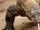 
 Em fevereiro deste ano, um dragão-de-komodo gigante atacou dois 
homens na região da ilha de Lesser Sunda, na Indonésia. Os dois feridos, que 
foram levados às pressas para receber tratamento médico em Bali, eram membros do parque nacional de Komodo, uma 
reserva dedicada a proteger o animal.
 Sem que alguém notasse, um dragão-de-komodo entrou em um dos prédios do
 parque e atacou violentamente um dos funcionários que ali 
trabalhavam.

 Um segundo empregado tentou ajudar o colega ferido e acabou sendo 
mordido na perna pelo lagarto, que tinha aproximadamente 1,8 m de 
comprimento