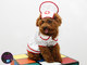 Ruth é uma poodle de cor abricot, conhecida popularmente como "poodle ruiva". A cadelinha tem apenas 9 meses de vida e é um doce. Com essa roupa de enfermeira, ela está pronta para qualquer emergência que surgir durante o Carnaval!