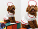 Todas as fantasias que você viu nessa galeria são do<a href="http://www.petshop.com.br/ch/index.aspx"><b> petshop.com.br </b></a>, site especializado nos mais variados itens para cachorros, gatos e muitos outros tipos de bichinhos de estimação. Lá você encontra outros modelos e tamanhos de fantasias e os preços variam entre R$ 19,90 e R$ 29,90<br><br>Veja mais fotos de bichos <b><a href="http://entretenimento.r7.com/bichos/fotos/">aqui</a></b>!<br>