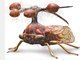 <a href="http://noticias.r7.com/esquisitices/fotos/editor-do-jornal-ciencia-indica-as-10-esquisitices-da-semana-05022013">Osmairo Valverde é editor do Jornal Ciência - nosso aliado neste mundo cheio de esquisitices — e, atendendo a nosso pedidos, ele listou as 10 maiores esquisitices que passaram por lá nos últimos tempos. Veja aqui quais foram elas!</a><br>