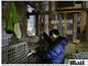 

De acordo com a Society
for Community Organization, um grupo que cuida do bem-estar social, cerca de
100 mil pessoas na China vivem em moradias inadequadas, como apartamentos divididos em
cubículos e barracas no telhado.

<br><br>Cheng Man Wai, de 62 anos (foto), precisa subir em uma das gaiolas de baixo para alcançar sua<br><br>