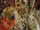 A Porto da Pedra, que foi rebaixada para o Grupo da Série A no Carnaval de 2012, luta para voltar para o Grupo Especial