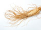 
Como contém a
substância feniletilamina em sua composição, o ginseng é responsável pela
sensação de prazer e ajuda os amantes na cama