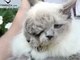 O que é ainda mais estranho é o fato de que, em vez de agir como um gato real, Frank e Louie amam passeios de carro e caminhadas na coleira, como um cão normal. Vai entender!