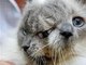 E não são só seres humanos que possuem duas caras. Os gatinhos Frank e Louie são duas faces do mesmo gato. Eles entraram na edição 2012 do&nbsp;<i>Guinness - o Livro dos Recordes</i>, como o gato Janus — na mitologia greco-romana, é o deus das transições e ele tem duas caras no mesmo rosto — que sobreviveu por mais tempo