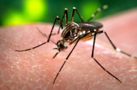 Dengue: número de casos registrado aumentou 190% no Brasil em 2013