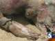 Uma mulher chamada Karen Summers encontrou a carcaça de um animal misterioso durante uma caminhada por Seal Beach, uma cidade que fica no condado de Orange, na Califórnia. &nbsp;Summers diz que chamou as autoridades sanitárias e, a exemplo do que já havia acontecido em Nova York, ninguém deu a menor pelota pra curiosidade dela em saber que animal era aquele. Eles simplesmente pegaram a carcaça e sumiram com ela.&nbsp;<br><br>Há quem diga que o bicho é apenas e tão somente o cadáver de um guaxinim, mas, por favor,&nbsp;<a href="http://noticias.r7.com/esquisitices/fotos/eua-tem-outro-bicho-esquisito-20120731.html"><b>olhe as fotos</b></a>&nbsp;e diga se esse bicho se parece com um guaxinim.&nbsp;<br>