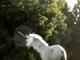 No ano passado, um canadense publicou um vídeo em que ele teria filmado um unicórnio. <a href="http://www.e-farsas.com/video-flagra-um-unicornio-passeando-no-meio-da-mata.html">Esse foi outro enigma que o pessoal do E-Farsas ajudou a esclarecer — veja aqui!</a>