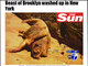 <a href="http://noticias.r7.com/esquisitices/fotos/que-bicho-e-esse-20120726.html">O jornal inglês The Sun ficou estarrecido com o caso de um "monstro do Brooklyn" que apavorou Nova York</a>. As fotos foram levadas para o centro de controle dos animais da cidade e o pessoal de lá disse que se tratava de um PORCO! A gente foi atrás da verdade e descobriu rapidinho que porco ele não era! <a href="http://noticias.r7.com/esquisitices/fotos/que-bicho-e-esse-20120726.html">Veja aqui!</a>