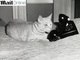"Alô, você pode trazer uma pizza?"... Esse gato já sonhava com o serviço de entrega de comida em casa