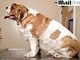 

A entidade inglesa de proteção
animal PDSA criou uma campanha para alertar os donos de pets sobre o risco que
uma alimentação errada pode trazer. A obesidade animal é considerada uma
epidemia.<br><br>

O cachorro da foto pesa 65% a
mais do que um animal saudável

