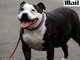 

A entidade pretende conscientizar
os donos que a obesidade animal é algo totalmente evitável. A veterinária
Elaine Pendlebury contou ao jornal inglês os riscos que os animais com excesso
de peso correm.
<br><br>
— A obesidade nos pet não traz somente grandes riscos à saúde, tais como
diabetes, artrite e doenças cardíacas. Os animais também sofrem o dia a dia a
pressão de carregar muito peso.

