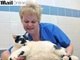 A entidade criou uma competição para que os animais obesos do Reino Unido entrem em forma. A intenção é estimular os donos de pet a proporcionar uma vida saudável para os animais.<br><br>O gato da foto é um dos animais que estão nesta competição