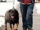 

A obesidade ameaça mais de 18 milhões
de animais de estimação. Os pets podem ter uma morte prematura devido ao
consumo de alimentos gorduroso. A informação foi divulgada pelo jornal inglês
Daily Mail nesta quinta-feira (14).<br><br>A imagem mostra um cão da raça Rottweiler
de seis anos que pesa 58 kg


