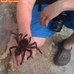 Esta aranha gigante pode comer seu passarinho! - Fotos - R7 ...