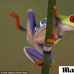 Sapo colorido chama aten&ccedil;&atilde;o de fot&oacute;grafos - Fotos - R7 Bichos