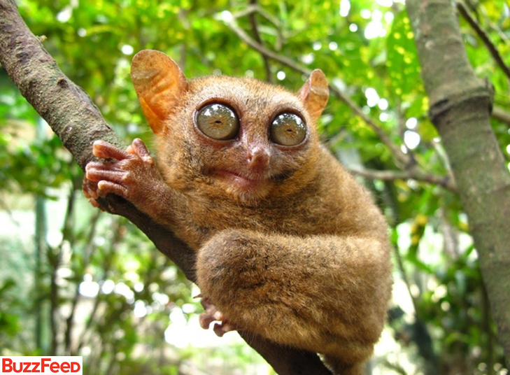 Para que olhos tão grandes? Para te ver melhor, é claro! Animal de hábito noturno, o tarsier salta de árvore em árvore pela floresta em busca de insetos