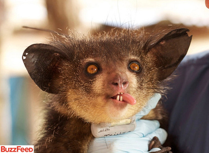 O aye-aye é figurinha certa nas listas de animais mais estranhos do mundo. Tido como um demônio em Madagascar, seu país de origem, ele é constantemente perseguido e corre risco de extinção