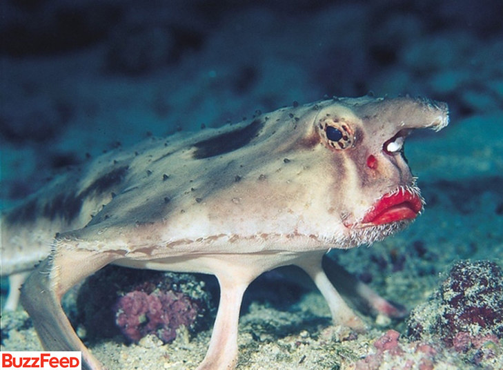 Com seus lábios vermelhos, esse peixe parece que nada maquiado por aí. Bom, pelo menos ele está sempre pronto para uma festa submarina