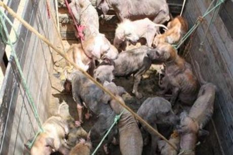 Casal tentou impedir retirada dos cachorros da residência