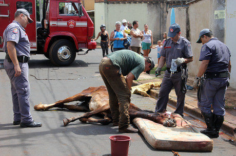 Animal passava ao lado de um terreno baldio quando foi atacado