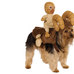 Cosplay animal! Cachorros se transformam em personagens da ...