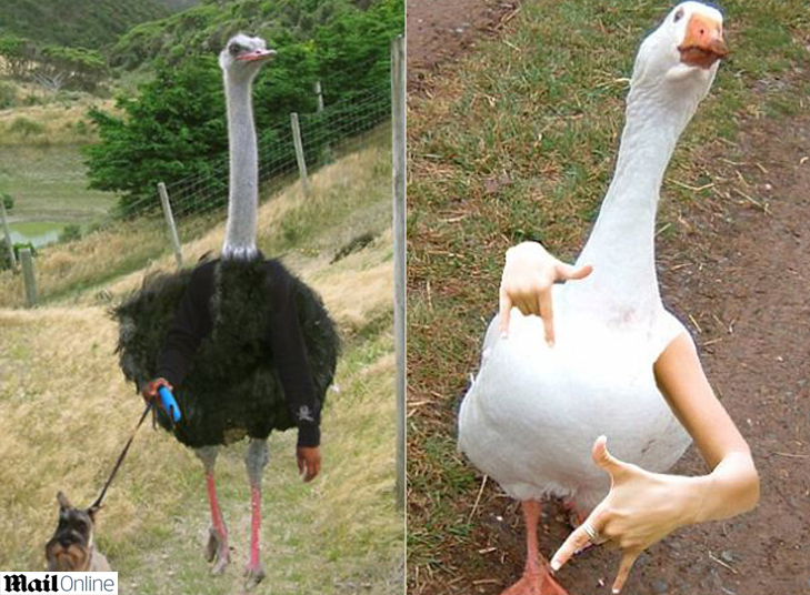 Um fórum criado em uma rede social para divulgar fotos de
pássaros com braços humanos já conta com mais de 52 mil membros