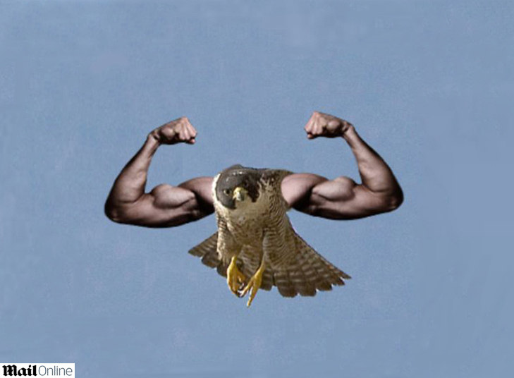 As montagens de pássaros com braços humanos já foram febre
entre os internautas do mundo todo. Mas a onda, que parecia esquecida, voltou
com tudo em abril de 2013