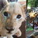 Le&atilde;o, tigres e hienas abandonados vivem juntos em cativeiro como ...