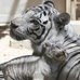 Raridade! Filhotes de tigre branco fazem primeira apari&ccedil;&atilde;o em ...