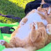 Sucesso nas ruas, Garfield carioca abandona lasanha e faz dieta ...