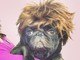 Pra completar a pegadinha, Márcio Granado postou uma foto do pug Joca com a peruca polêmica.—  Auau! #joca diz: To nem aí pra vcs! #pug #dog #instapug #tonemai #zoeira #bandodebocó