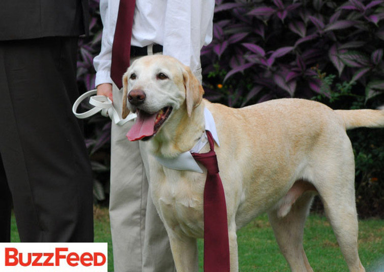 Este labrador estava quase tão chique quanto o noivo com sua gravata vinho