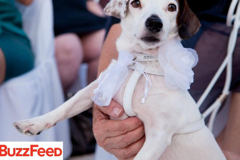 Talvez este cãozinho esteja nervoso com a importância de sua função