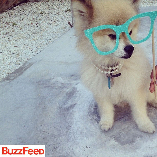 Este lulu da pomerânia já está se preparando para a pista de dança