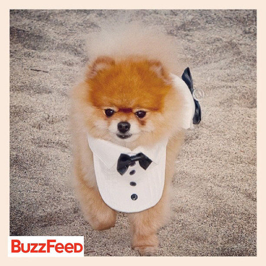 Difícil estar mais chique e elegante que esse Lulu da Pomerânia
