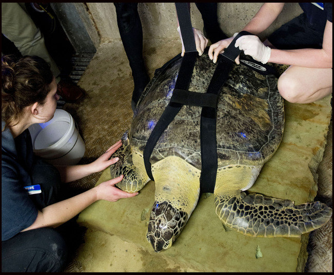 

Uma
tartaruga verde marinha foi resgatada pela equipe do Sealife Weymouth, nos Estados
Unidos. Agora, para nadar, ela precisou de um suporte especial, criado pela
própria empresa