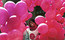 Voluntária afegã sopra bola de chiclete enquanto prepara balões para o projeto artístico We Believe in Ballons (nós acreditamos em balões, em português), que promove a paz em Cabul.&nbsp;<br><br>Organizado por Yazmany Arboleda, artista conceitual americana de 31 anos, o projeto é uma tentativa incomum de trazer uma dose de criatividade e diversão para uma cidade destruída por conflitos.&nbsp;<a href="http://noticias.r7.com/internacional/ataque-taliba-contra-edificio-filiado-a-onu-em-cabul-deixa-ao-menos-8-mortos-25052013">Um ataque talibã contra um edifício filiado à ONU em Cabul deixou ao menos 8 mortos</a><br>