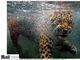 
 Um jaguar, como o da imagem acima, devorou um pescador na zona rural do município de Altero, no 
norte da Colômbia. Segundo relatórios da polícia, o ataque ocorreu no dia 23 de maio, quando Matías Escarpeta revisava sua rede de pesca.

 Este não foi o primeiro caso com essas características ocorrido na região, 
já que, em abril, outro felino devorou um operário que 
trabalhava com uma motosserra no mesmo local 