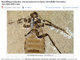 Cientistas do Museu Nacional de História Natural da França anunciaram a descoberta do primeiro fóssil completo
 de um inseto pré-histórico com 8 milímetros de comprimento, tórax 
separado da cabeça e do abdome, três pares de patas e 365 milhões de 
anos