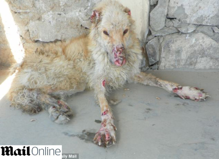 A guerra é um momento difícil para todos, inclusive para os animais. 
Pensando nos soldados e nos cães, a dupla de defensores dos animais Pen 
Farthing e Louise Hasting resolveu ajudar os cães e gatos da zona de 
guerra do Afeganistão, com o auxílio da organização de defesa dos animais Nowzad