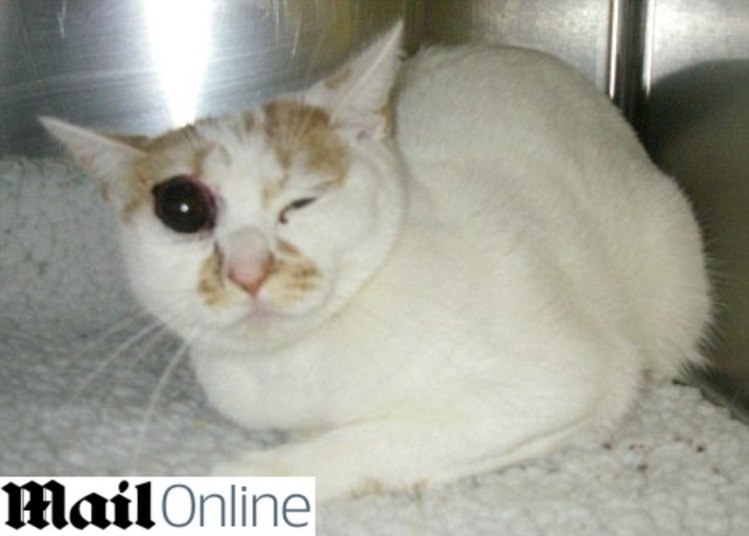 Na Inglaterra, um homem foi condenado à prisão por agredir sua gata de estimação com uma barra de ferro. O animal sofreu ferimentos tão graves que precisou ser sacrificado