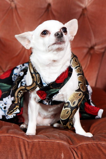 Amizades improváveis são comuns no reino animal, mas cobras não costumam aparecer na lista de companheiros de quase nenhum outro bichinho. Justamente por essa razão, a ligação entre o cachorrinho chiuaua e a cobra piton chamou atenção pela fofura e pela improbabilidade