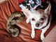 A dona dos pets adotou duas cobras para sua apresentação de dança do ventre, mas só Bashar ficou amiga da cadela Fifi