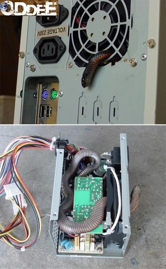 Tem gente que não cuida mesmo da CPU do computador. Saca só, essa aqui virou um ninho de cobra!