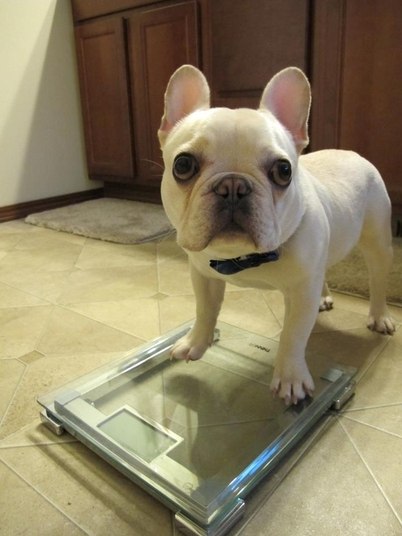 ...e não serve por que ele ganhou 5 kg ao ficar em casa e comer muitos ossinhos!