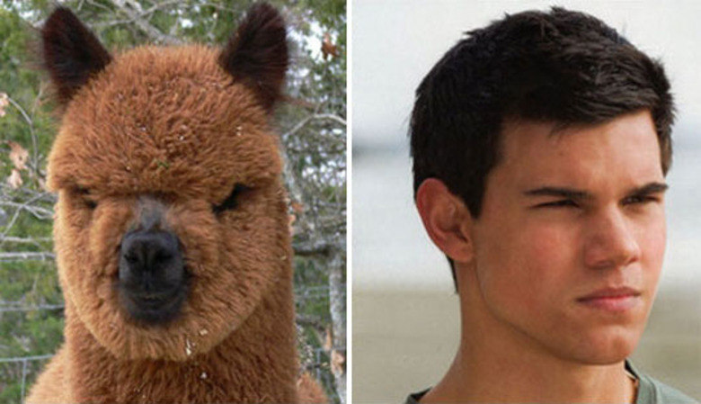 Taylor Lautner: o ator da saga Crepúsculo nos remete à imagem de um animal pouco conhecido: a alpaca