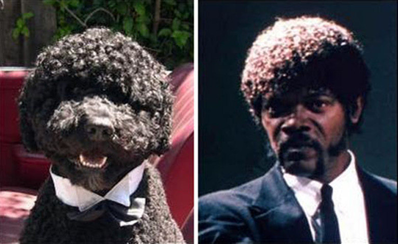 Samuel L Jackson: com o seu cabelo e elegância em <i>Pulp Fiction</i>, lembra um dos mais elegantes cães já vistos